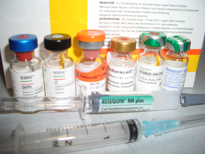 Herpes Impfung Pferd Impfstoff